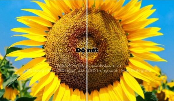 o sánh sự khác biệt về độ nét trên màn hình LED thông qua hình ảnh hoa hướng dương