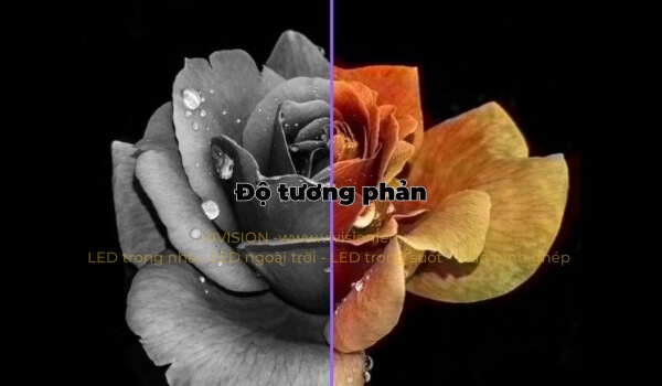 so sánh độ tương phản trên màn hình LED với hình bông hồng